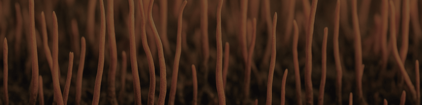 Cordyceps Sinensis