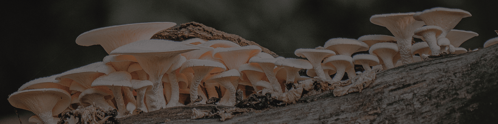 Funcional Fungi