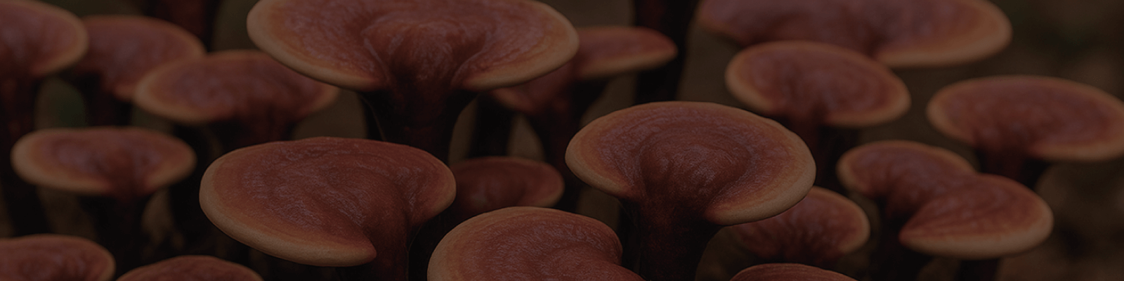 Sobre el Ganoderma Lucidum