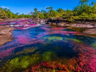 Caño Cristales